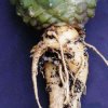 copiapoa